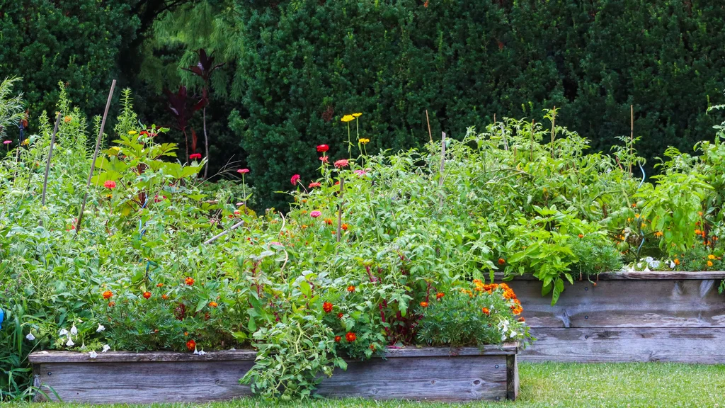 Vego vs Infinite Cedar Raised Bed: Modular Metal or Cedar Frame?